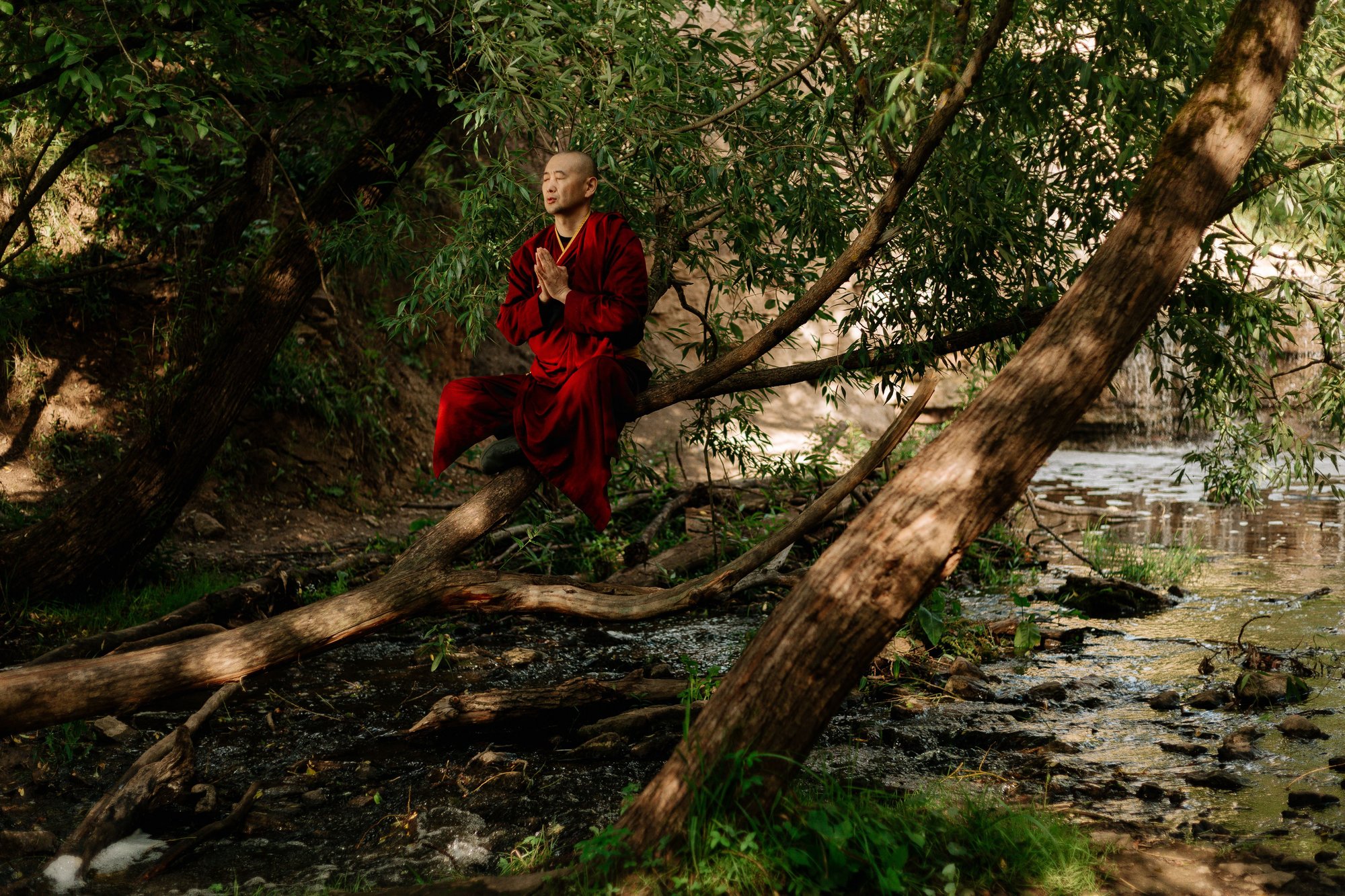 Monk in Tree